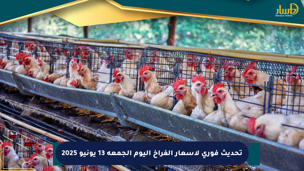 تحديث فوري لأسعار الفراخ اليوم الجمعة 13 يونيو 2025